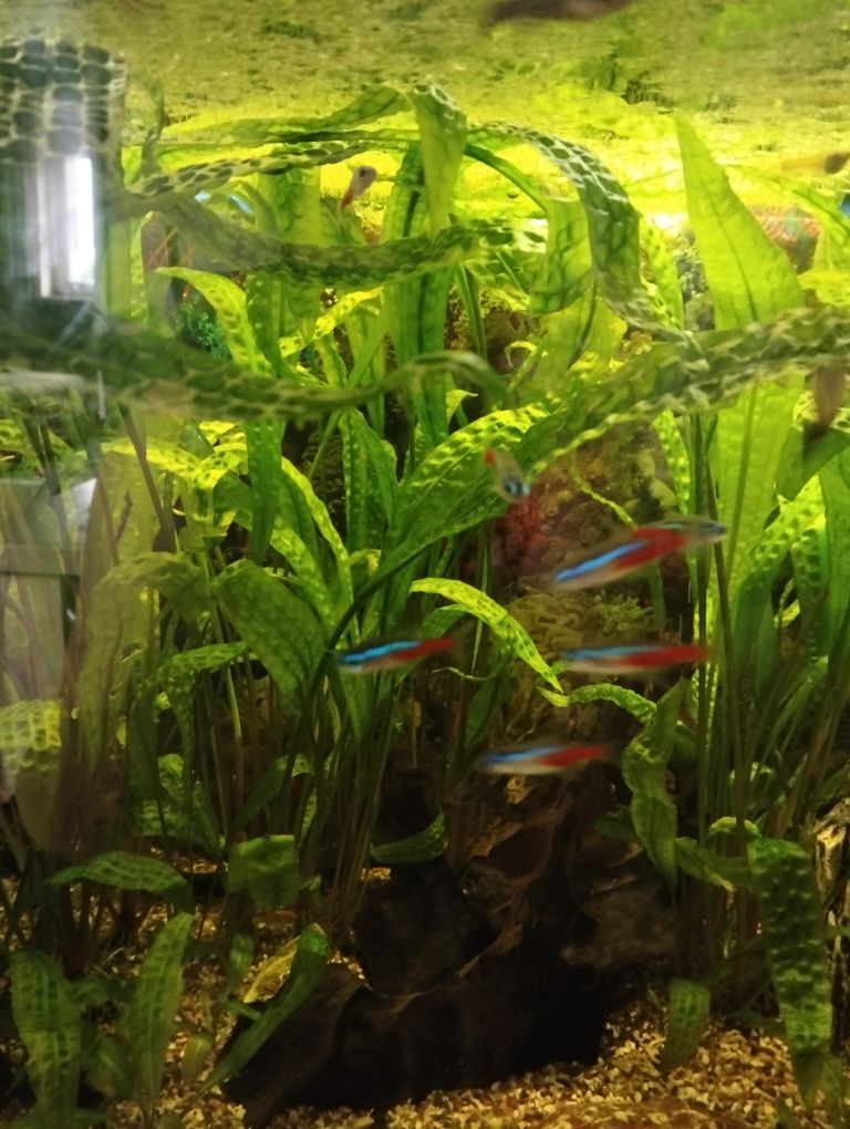 Sprzedam akwarium 200l