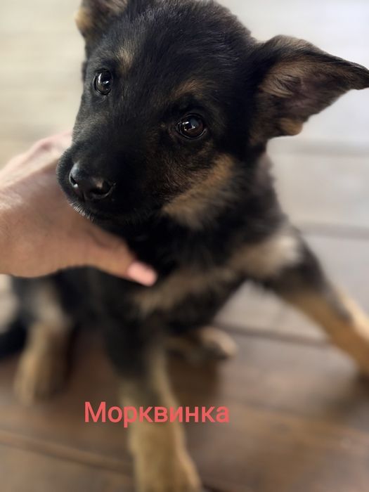 Малюки в пошуку домівок