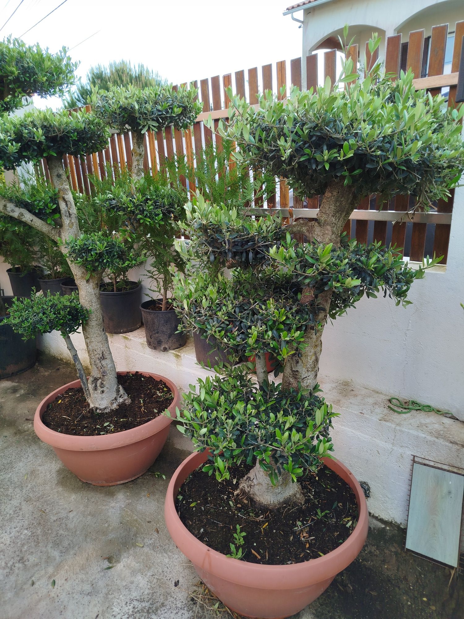 Oliveiras para jardim