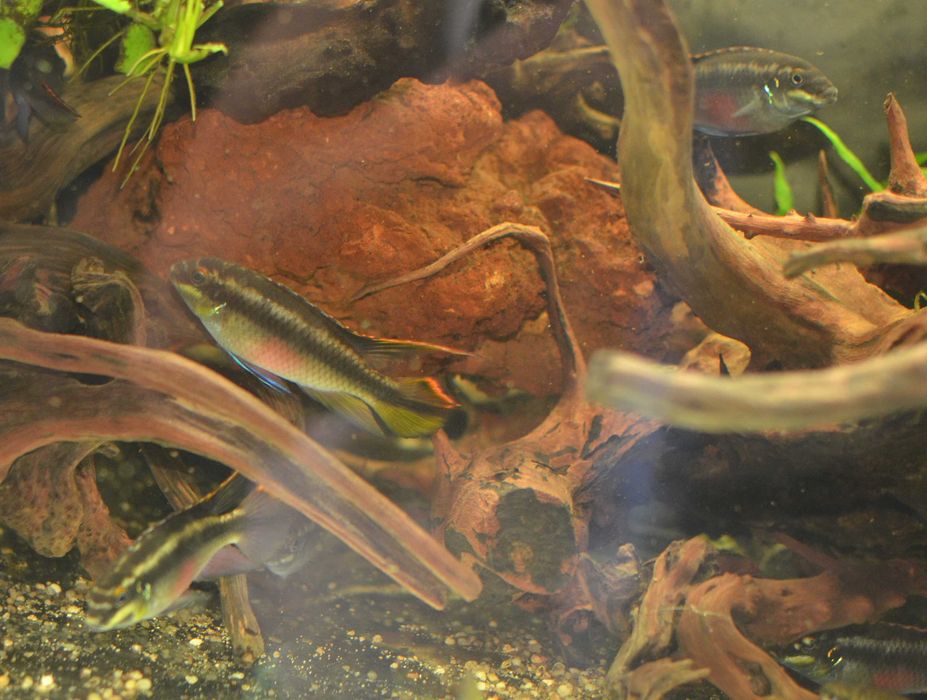 Barwniak czerwonobrzuchy młode i duże od 1,5cm -Pelvicachromis pulcher