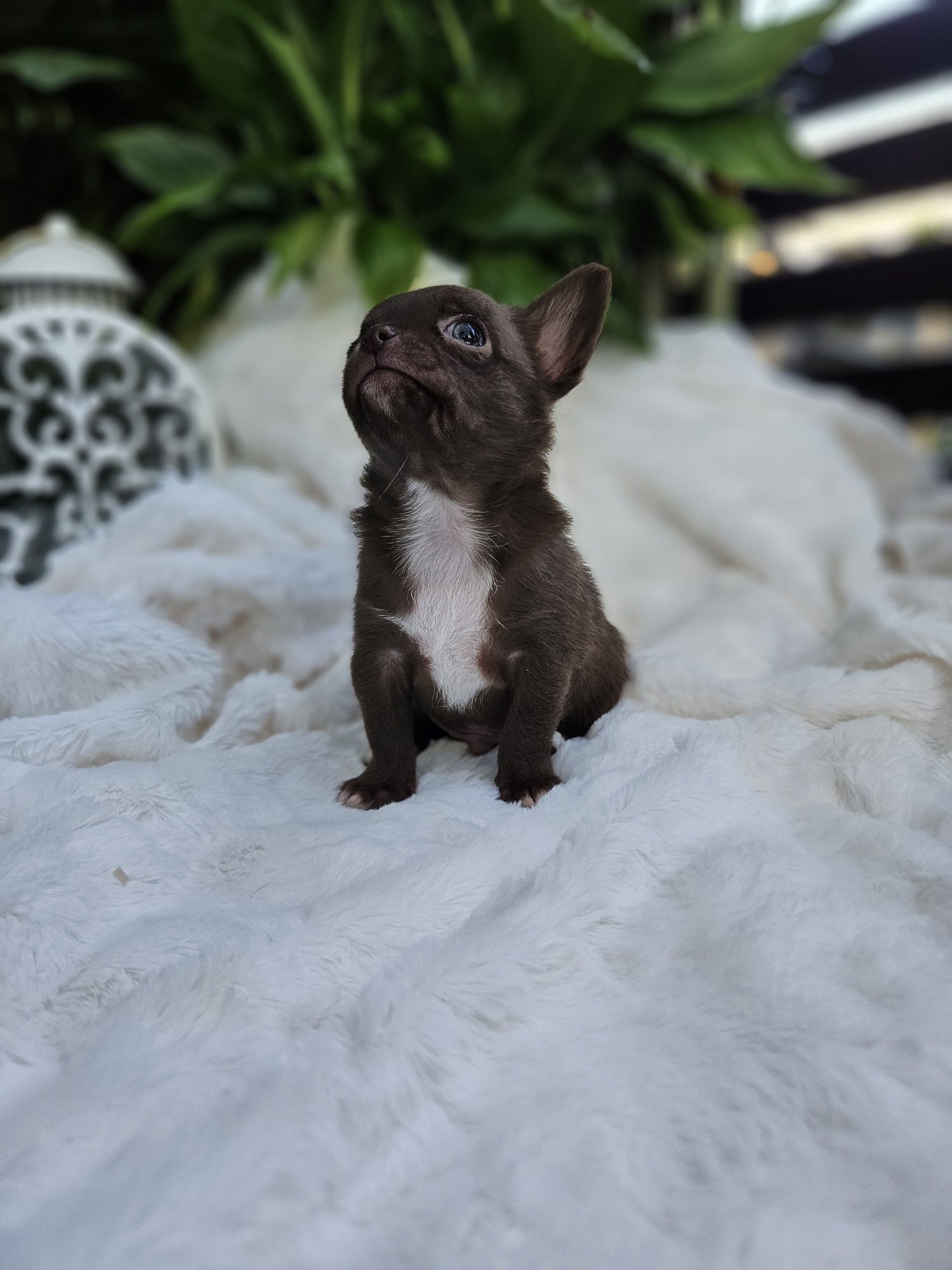 Chihuahua chłopiec