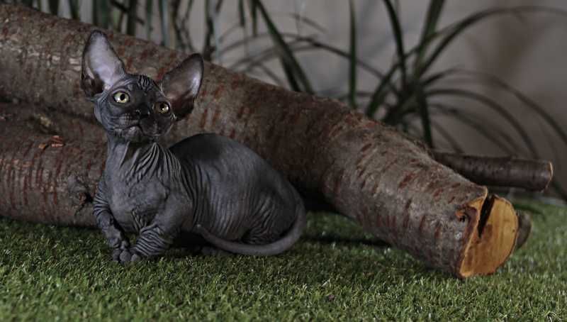 Мальчик бамбино редчайшая в мире порода, самая маленькая кошка в мире.