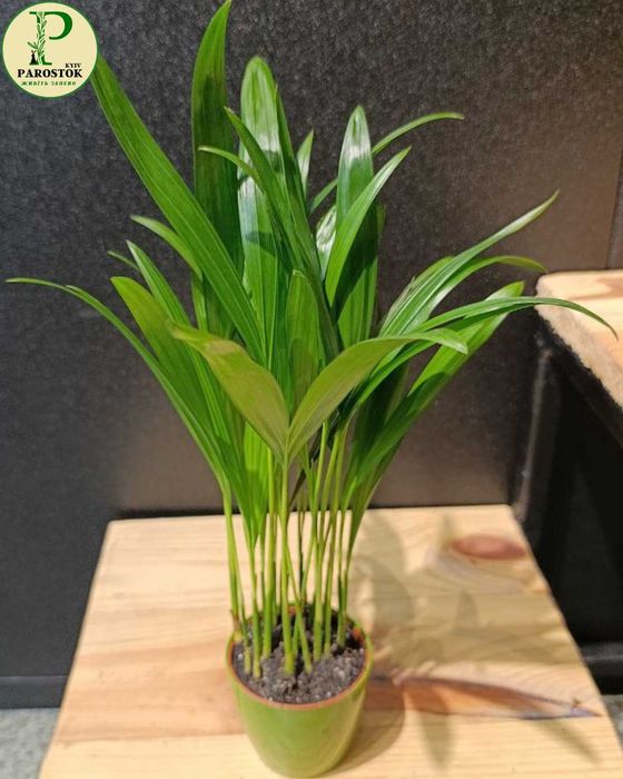 Пальма. Хамедорея Елеганс. Арека. Хризалідокарпус. Фінікова Пальма.