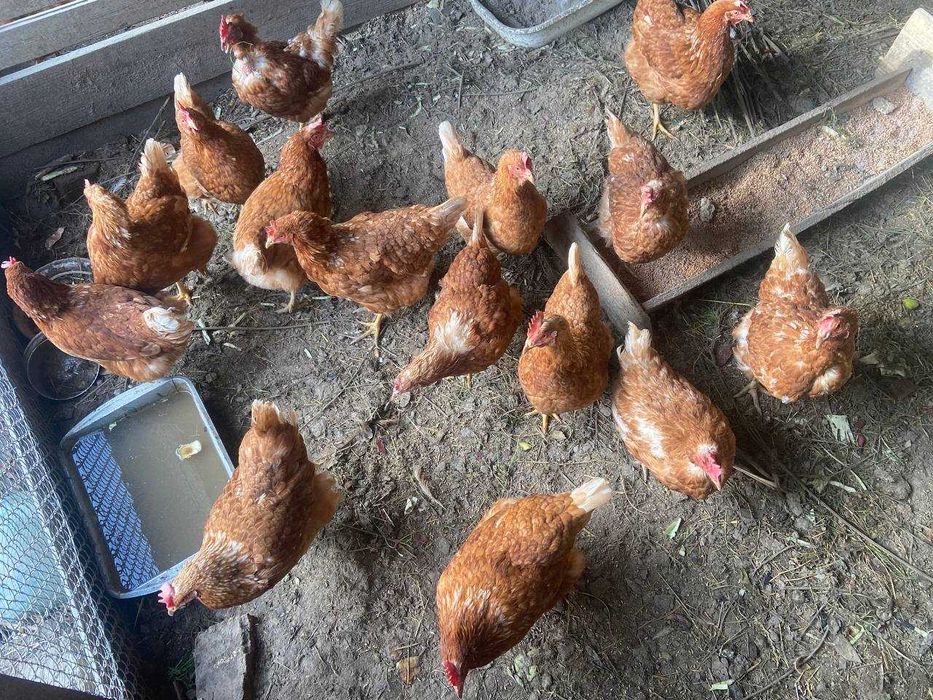 Продам курей (інкубаторні)
