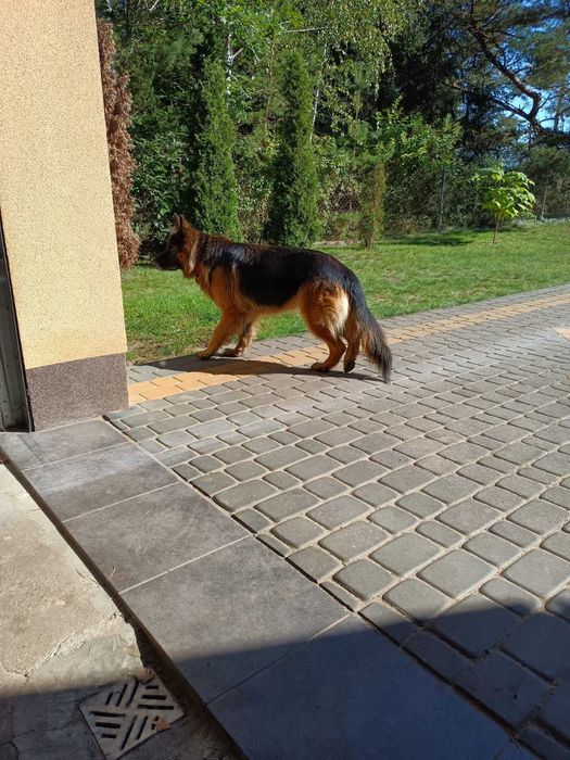 Oddam psa owczarka niemieckiego