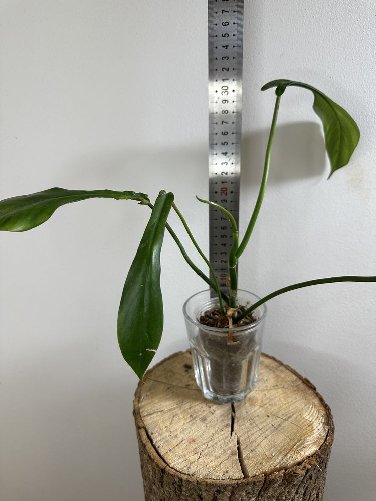 Філодендрон Philodendron Joepii