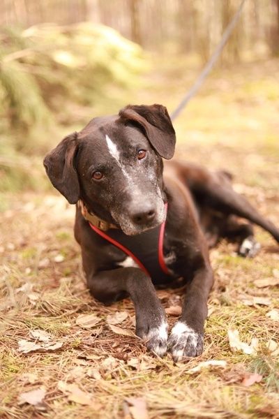 Elegancki, towarzyski, w typie rasy pies szuka domu