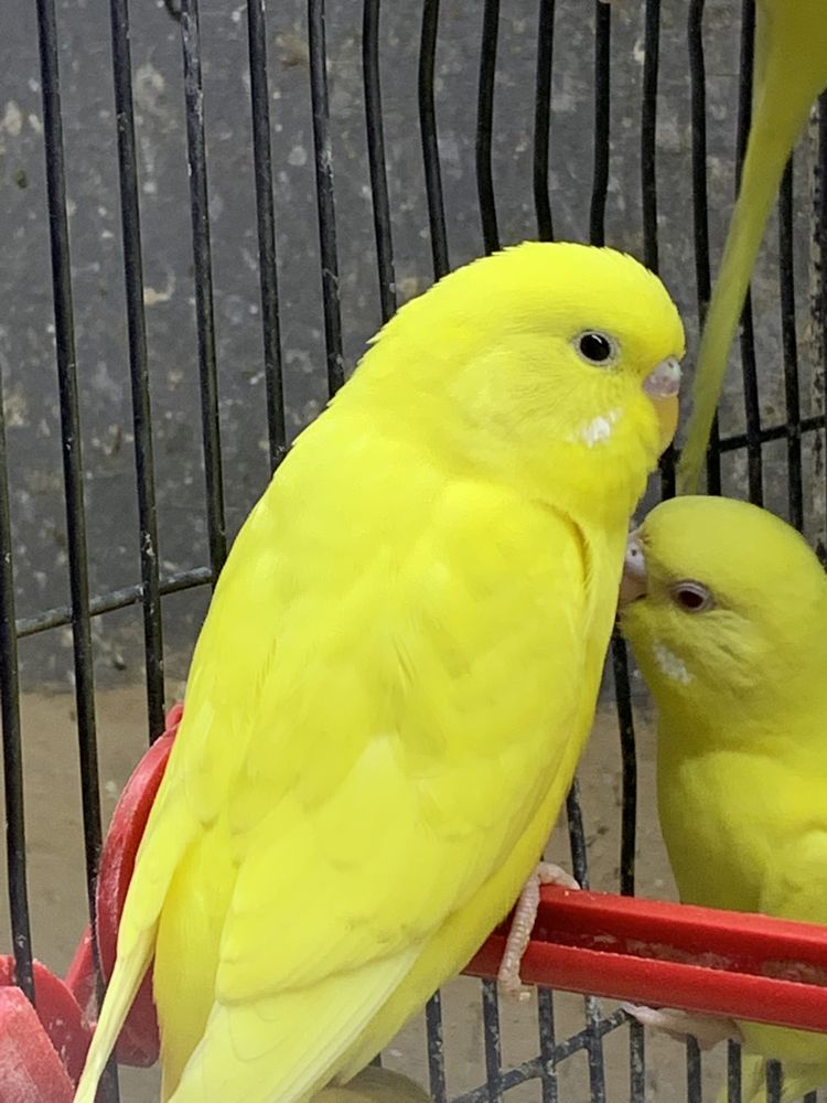 Лимонные волнистые попугайчики