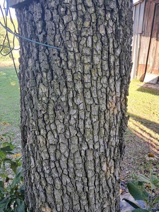Grusza,do wędzenia, drzewo na pniu.130 cm obwód, 4 m wys