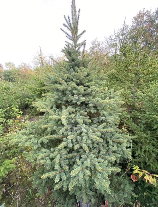 CHOINKI z własnej plantacji