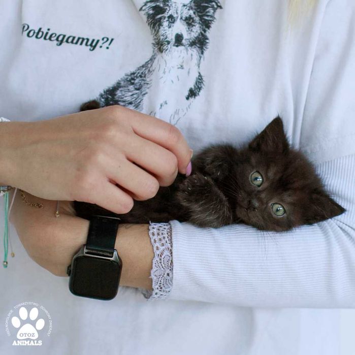 Czarna mała kotka Wika do adopcji! kociak szuka domu
