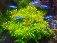 Limnophila Aromatica mini  na 2 plan. Hodowla podwodna. Gratisy.
