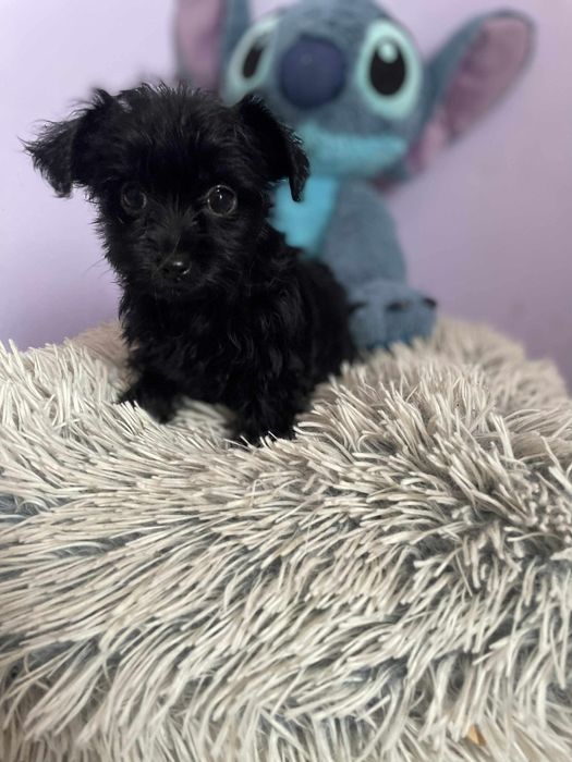 Sunia Black czarna york Yorkshire terrier