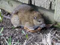 Zwalczanie gryzoni - szczur i inne szkodniki