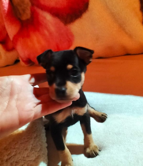 Pinscher macho belíssimo