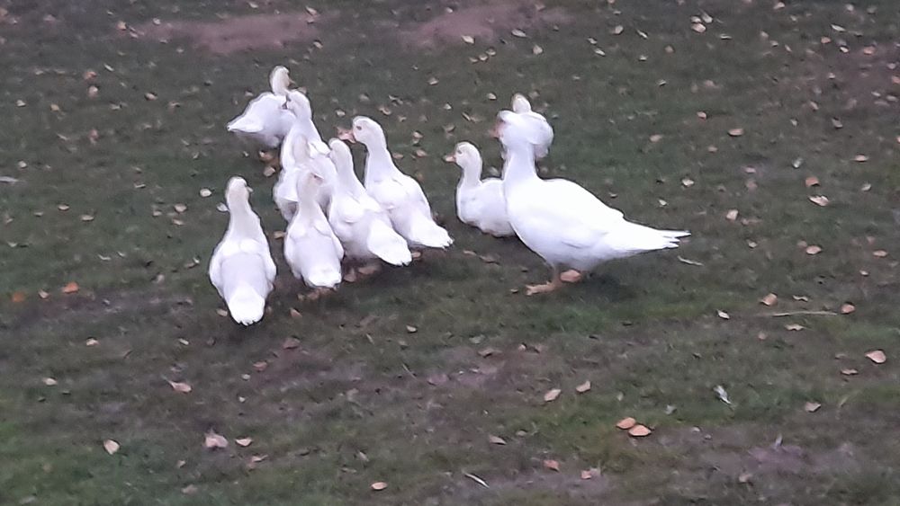 Sprzedam 8 tygodniowe kaczki francuskie