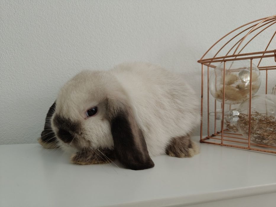 Mini Lop królik gotowe do odbioru