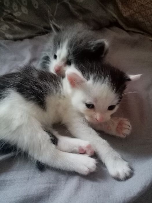 Отдам кошенят в добрі руки