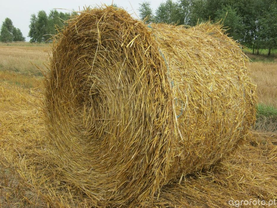 Słoma owsiana  120/120 zbiór 2025 lub zamienie na obornik