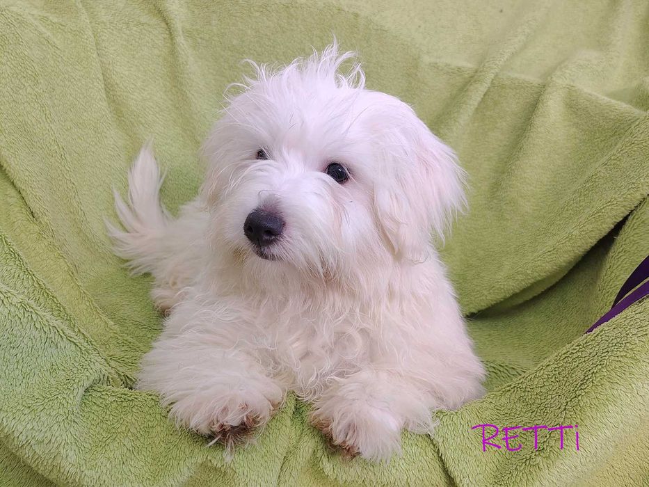 SAMIEC RETTI Coton De Tulear biały mały szczenię ZHPR UCI Kraków