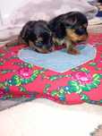Yorkshire terrier