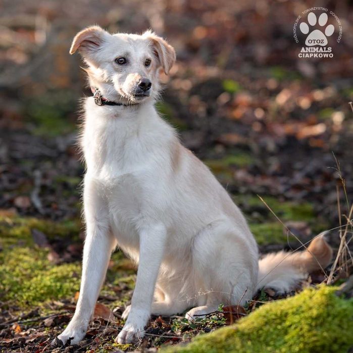 Nieśmiała Lola czeka na dom! OTOZ Animals Schronisko Ciapkowo
