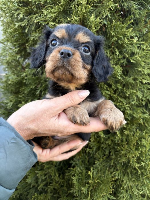 Cavalier King Charles Spaniel