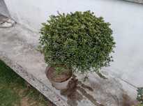 Planta Arbusto Buxo
