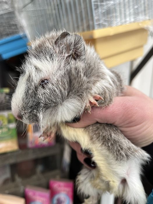 Морські свинки різного віку