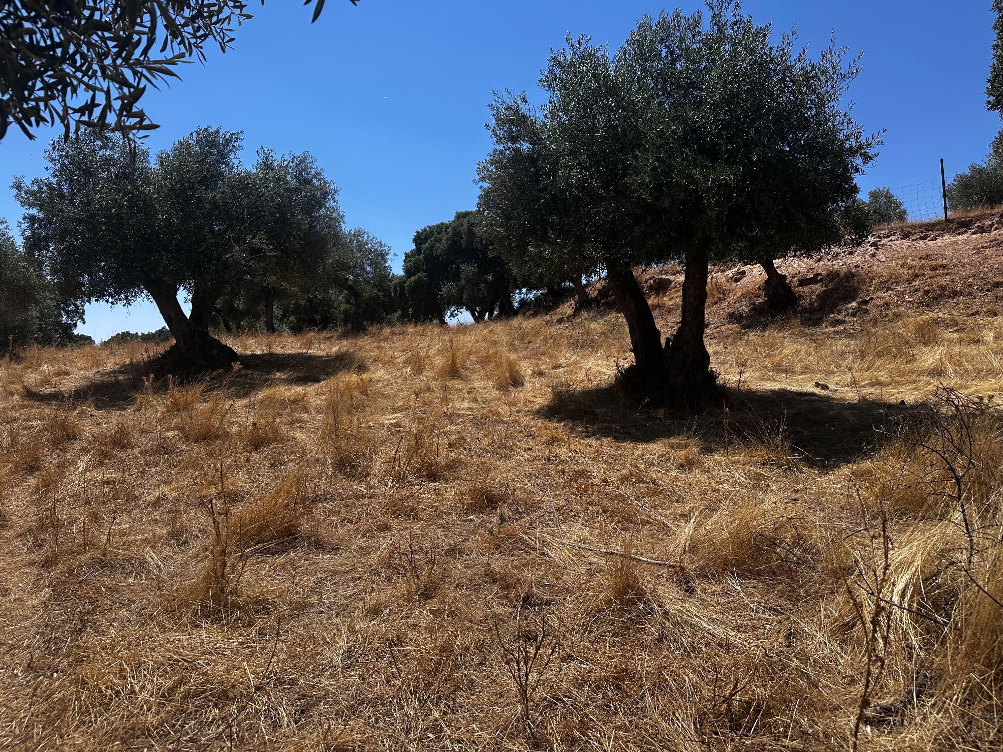 Terreno Rustico com Oliveiras - Zebreira