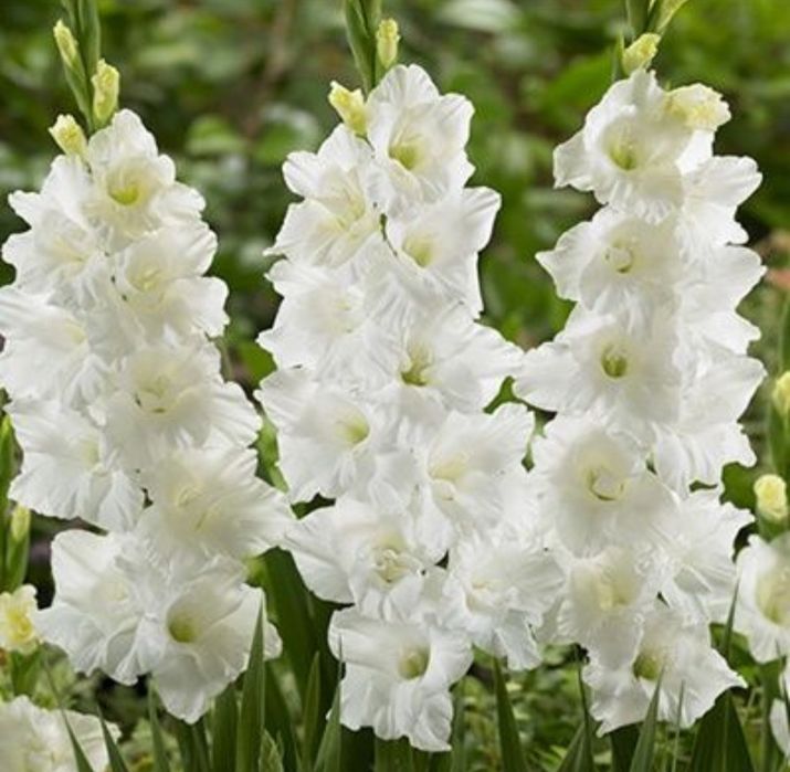 Гладіолуси, цибулини, діти