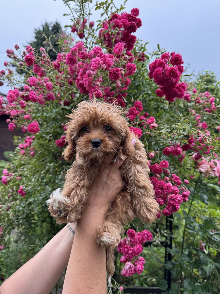 Cavapoo F1 RED wyjątkowa dziewczynka ZAREZERWOWANA