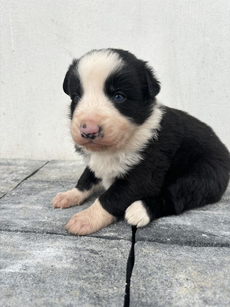 Piesek border collie gotowy do odbioru