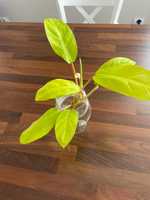 Philodendron Malay Gold