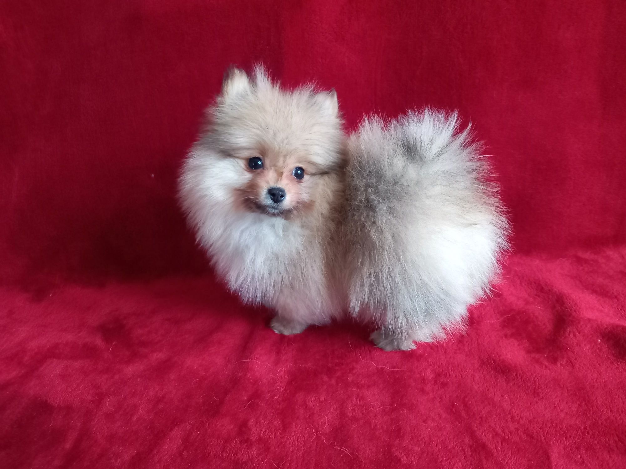 Szpic miniaturowy pomeranian