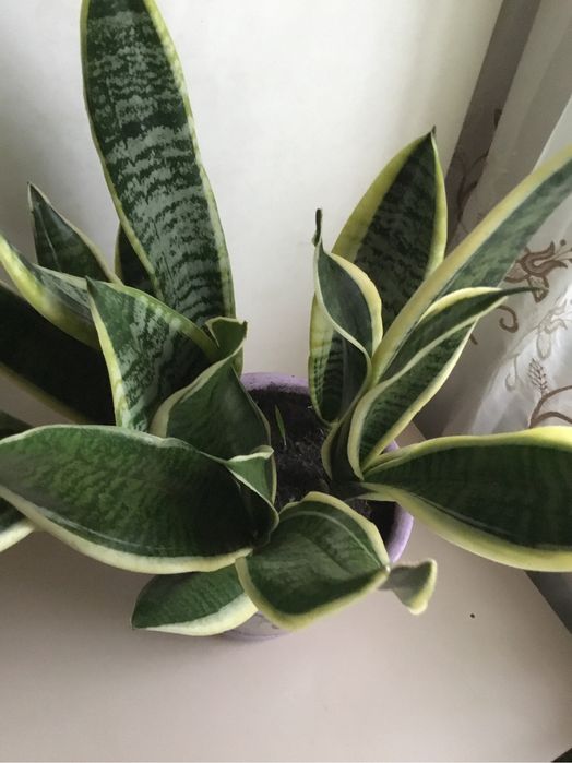 Сансевієрія молодий кущ