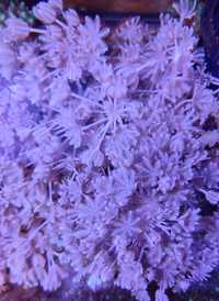Koralowiec Xenia pulsująca. Akwarium morskie .