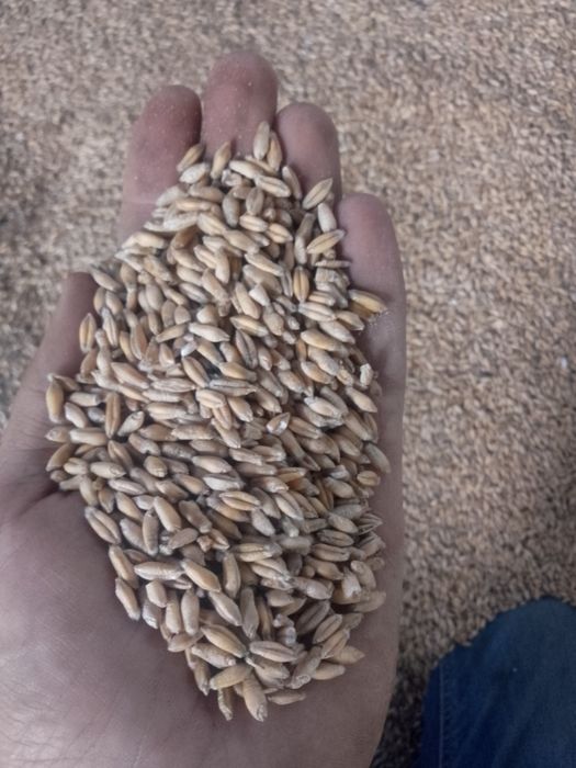 Pszenżyto ozime zbiór 2025