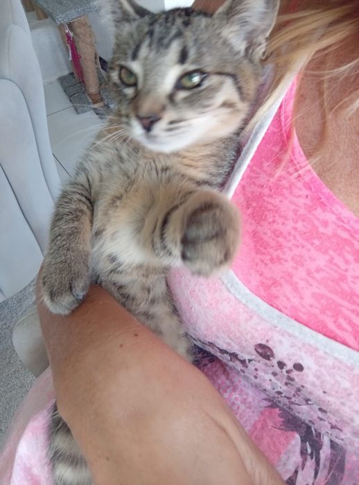 4 miesięczna kotka szuka domu niewychodzącego