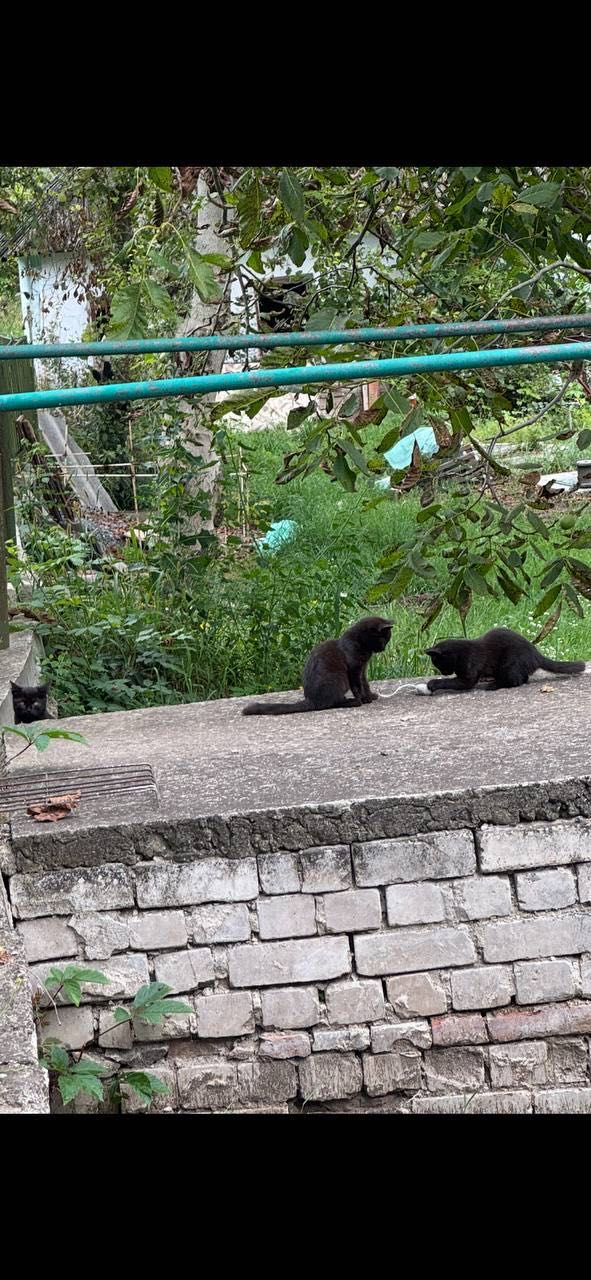 Три черненьких кошенят. Безкоштовно