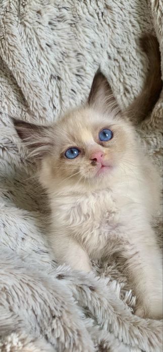 Ragdoll Kocurek Seal Bicolour znak szczegolny