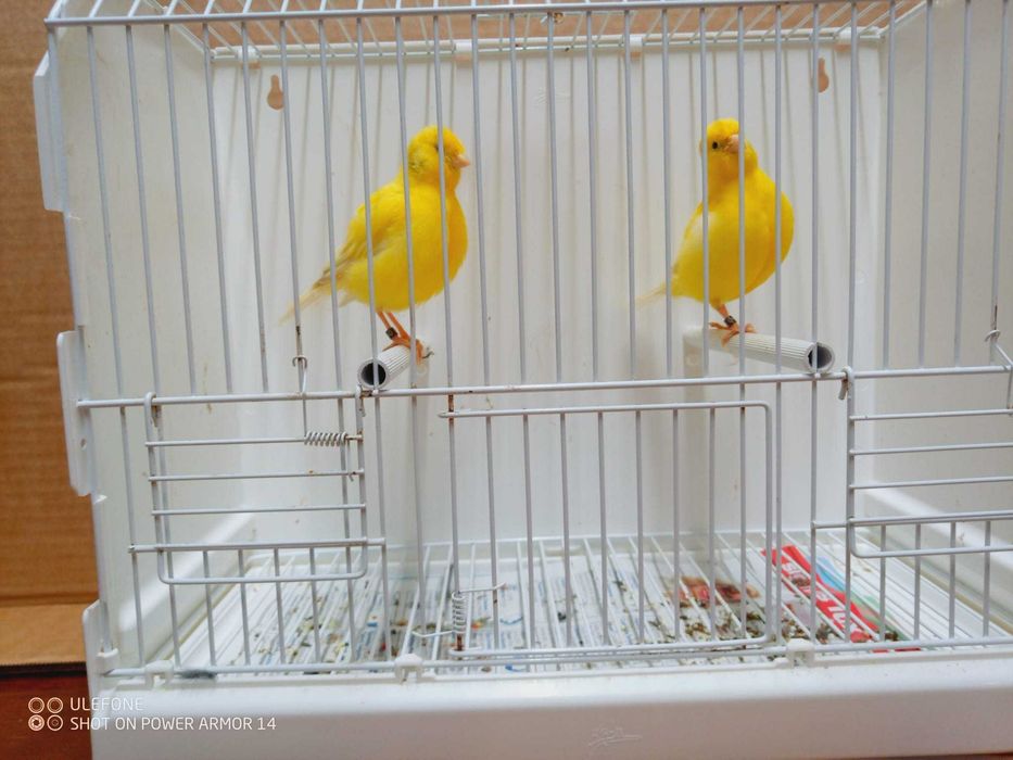 Vendo canários apartir de 10€