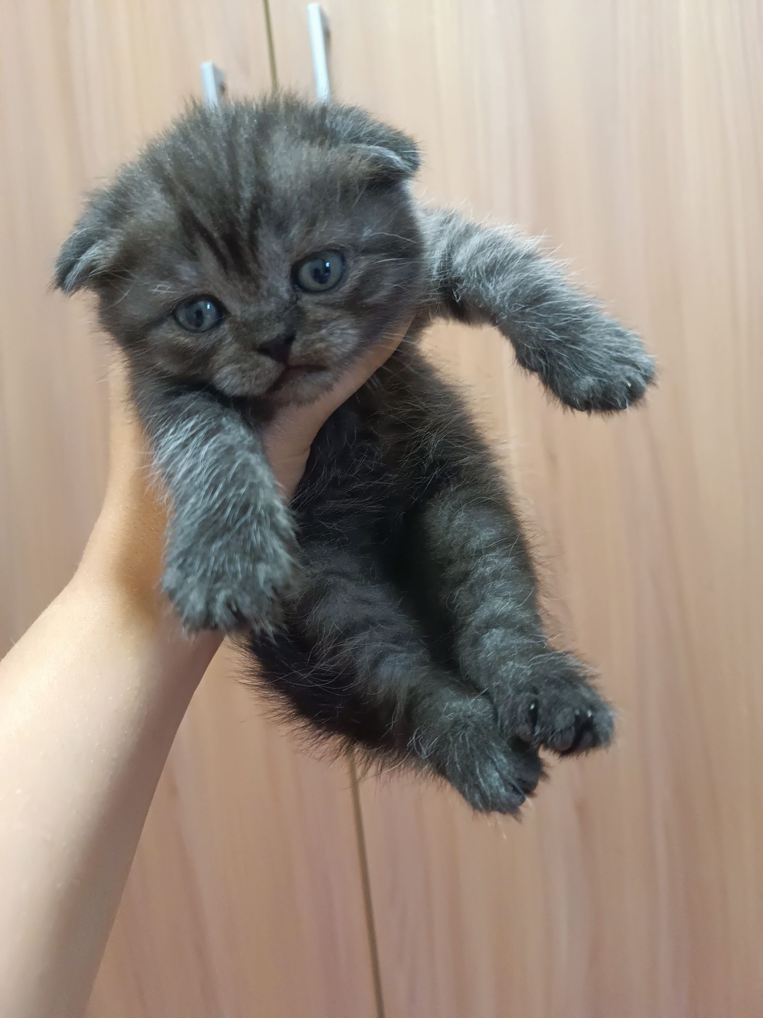 Gatinho scottish fold