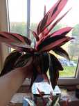 Stromanthe sanguinea „Triostar” 

duża roślina

pięknie wybarwione, du