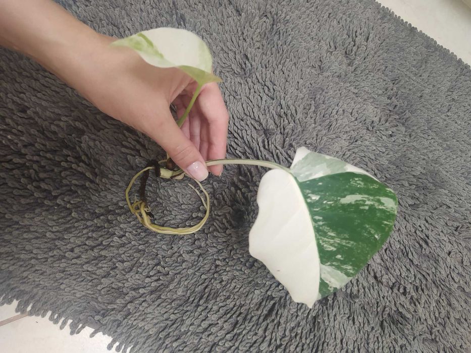 Monstera variegata aktualizacja po miesiącu