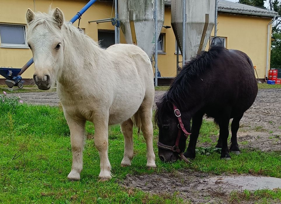 Konie ,kucyki,kucyk,kuc