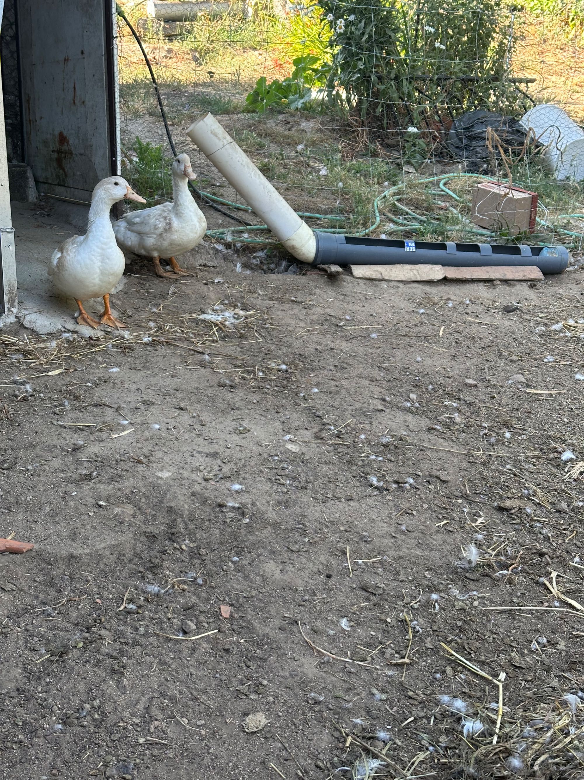 Patos Pequim de carne