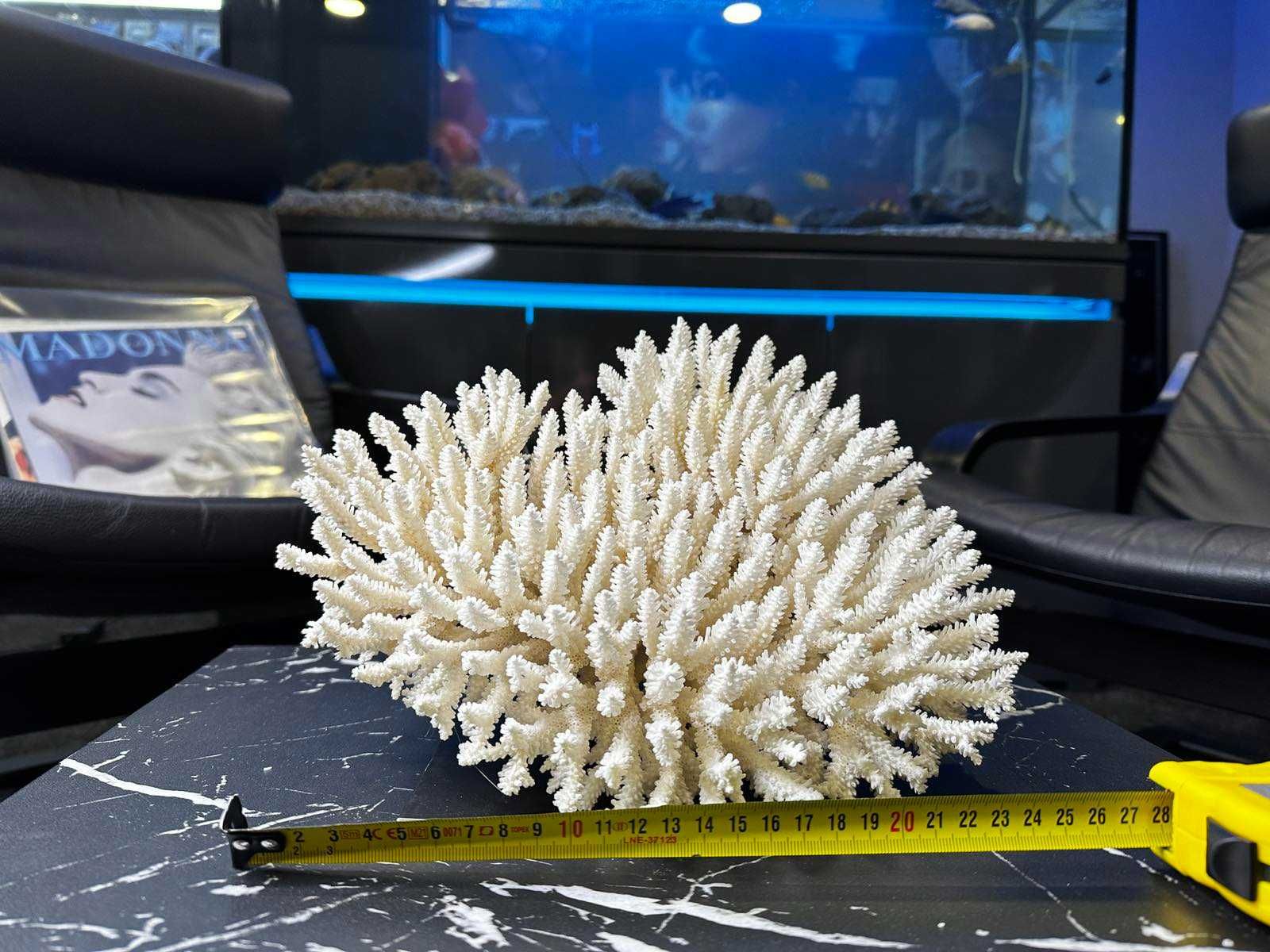 Коралл натуральний океанический