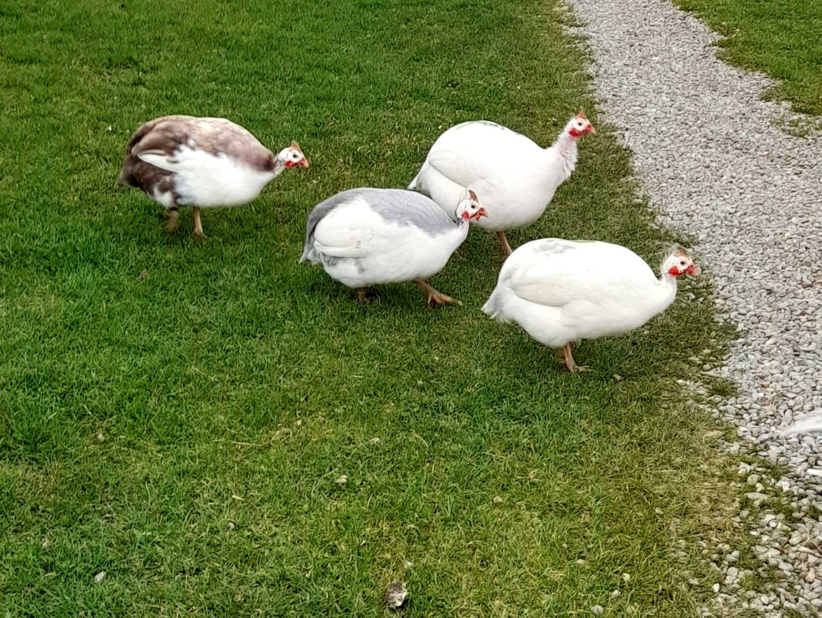Jaja lęgowe perliczek , perliczki  mocny szek i pinto