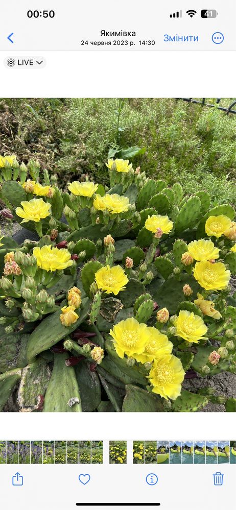 Опунція звичайна (кактус зимостійкий, Opuntia engelmanni)